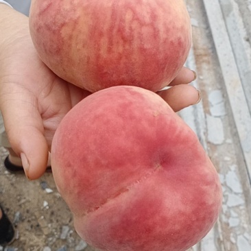 卫辉市唐庄镇鲜桃