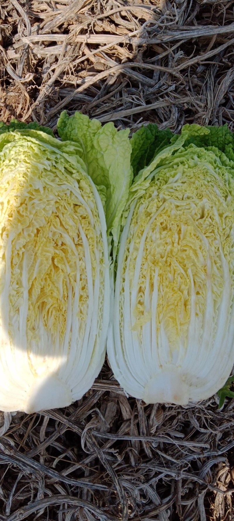 大娃娃菜