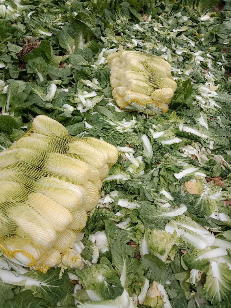大娃娃菜