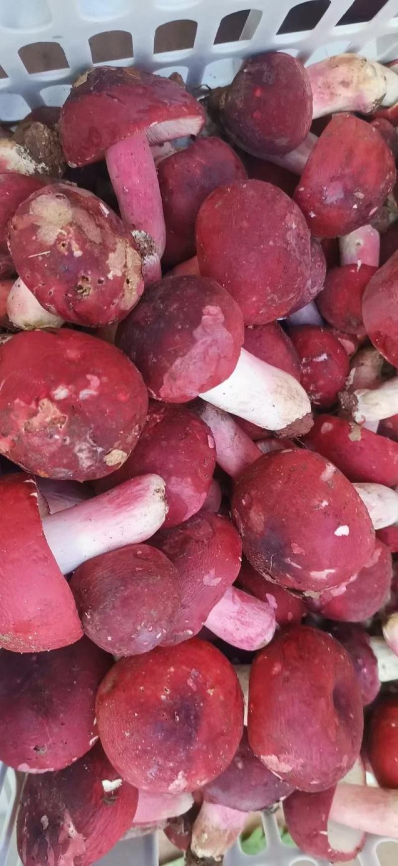 云南野生红菇，原生态，天然绿色食品，资源有限（顺丰包邮）
