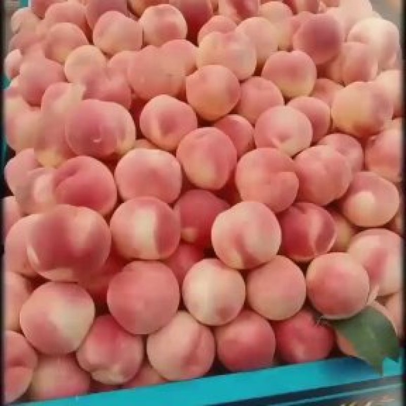 突围大个毛桃