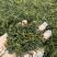 大瑶山野生石崖茶养生茶明前头春茶嫩芽量大价优