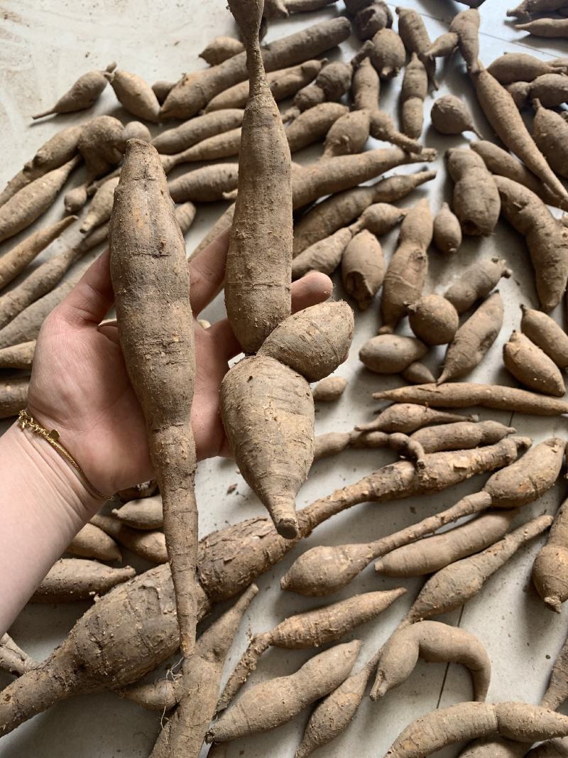广西金秀大瑶山小叶野生牛大力干货、无硫磺、刮皮切片