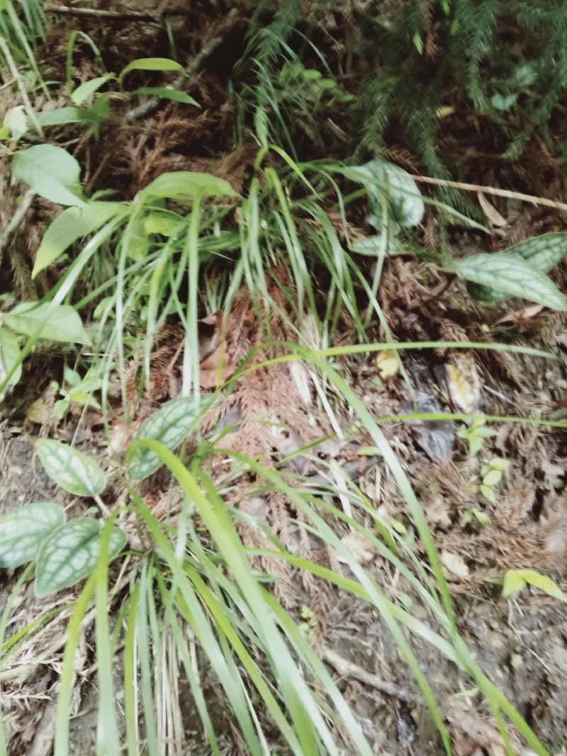 红背兔儿风，纯野生冷背稀有中草药。