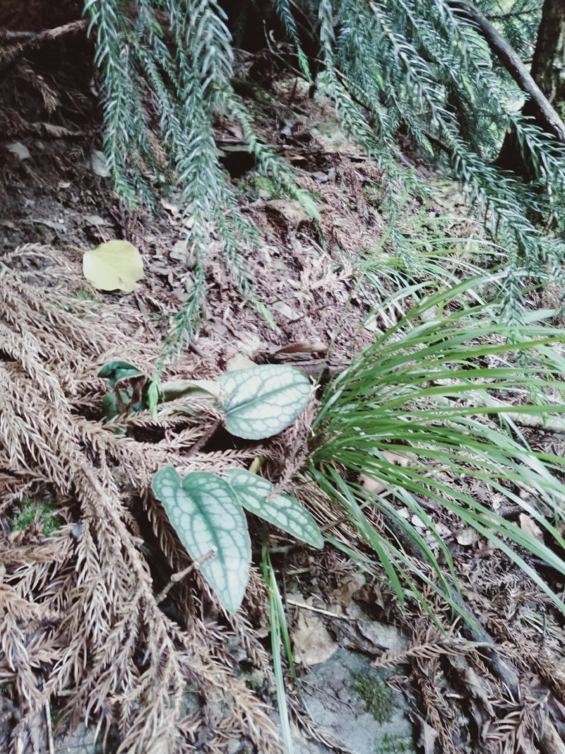 红背兔儿风，纯野生冷背稀有中草药。