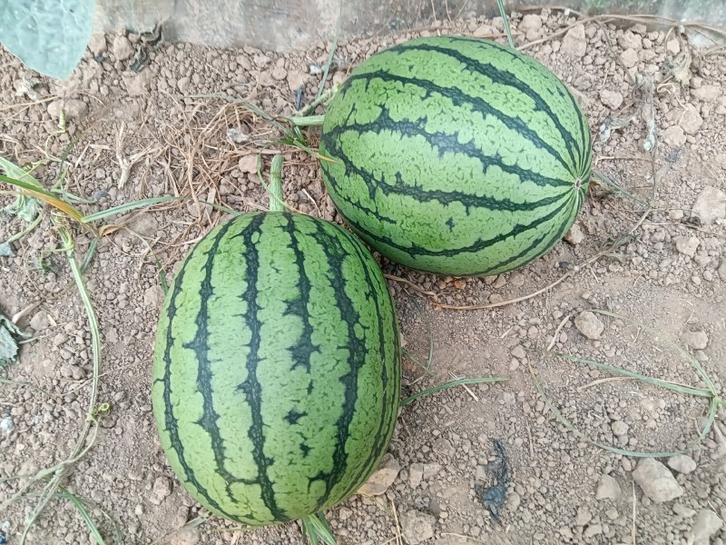 大量供应陕西吊兰西瓜，可对接各大市场商超，需要的联系