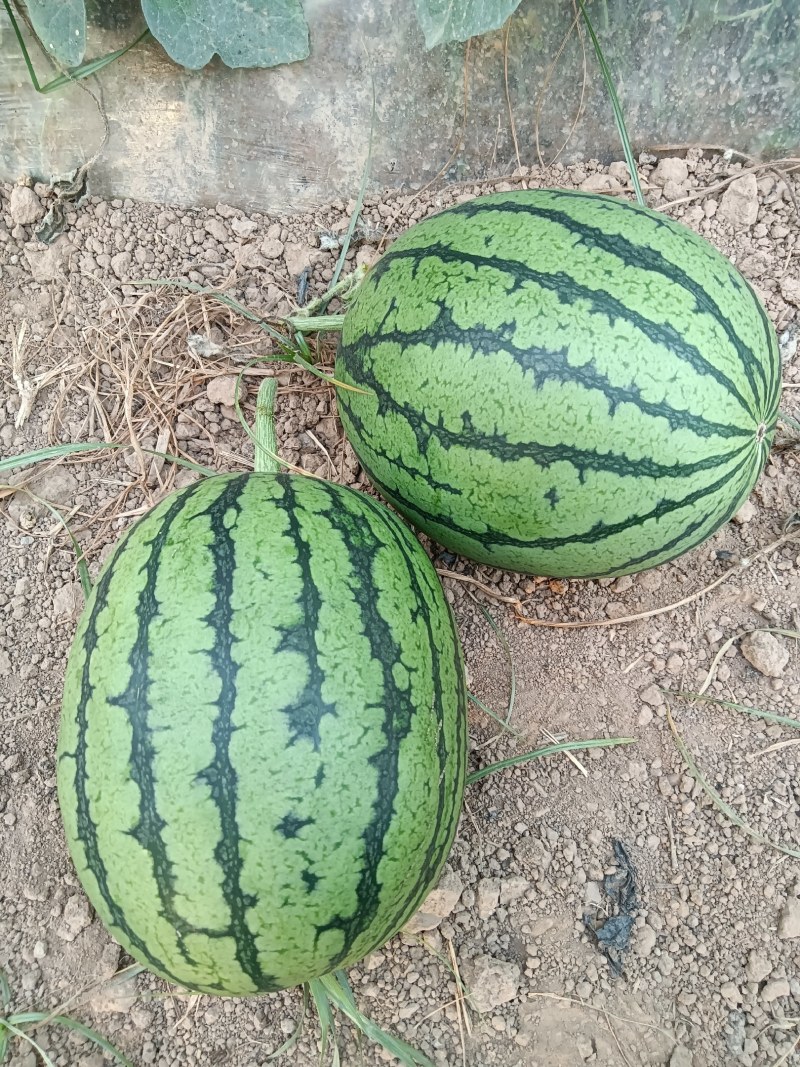 大量供应陕西吊兰西瓜，可对接各大市场商超，需要的联系