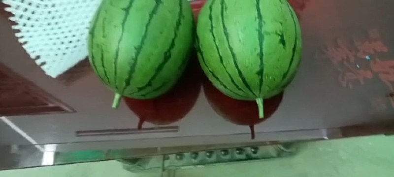 大量供应陕西吊兰西瓜，可对接各大市场商超，需要的联系
