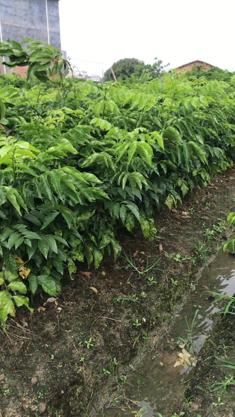 黄皮苗正品嫁接苗贵妃黄皮苗（金蛋黄皮）品种纯正，庭院可种植
