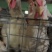 白羽肉鸡