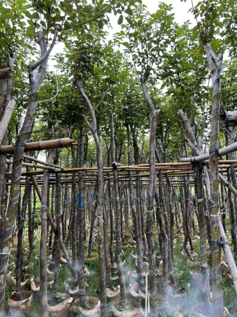 黄花风铃木多花少花