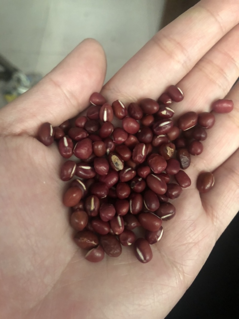 红小豆红豆下料整粒略瑕疵做豆沙做蜜豆原料价格实惠