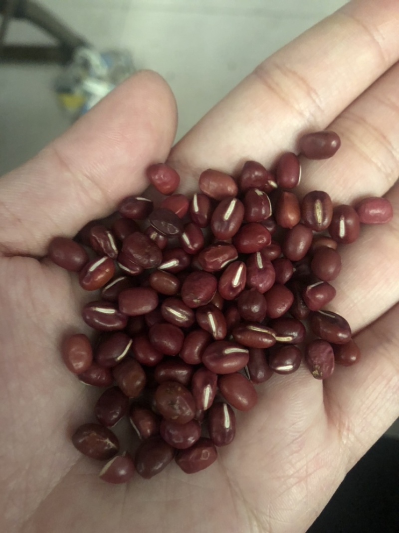 红小豆红豆下料整粒略瑕疵做豆沙做蜜豆原料价格实惠