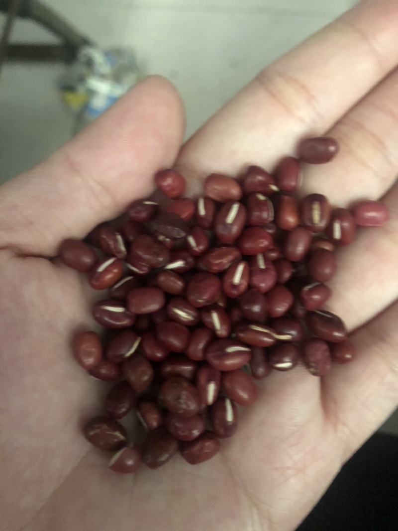 红小豆红豆下料整粒略瑕疵做豆沙做蜜豆原料价格实惠