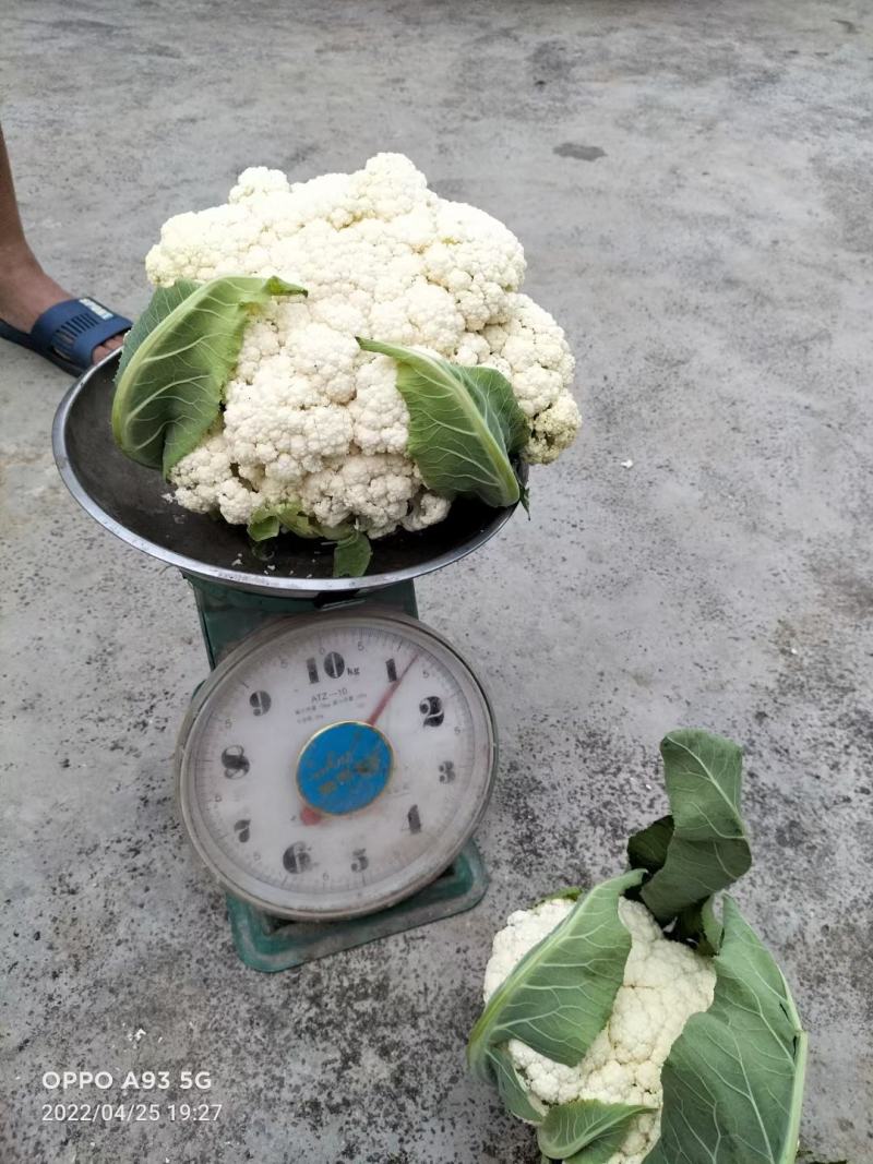 贵州松花菜基地一手货源市场超市电商量优先全国发货欢迎下单