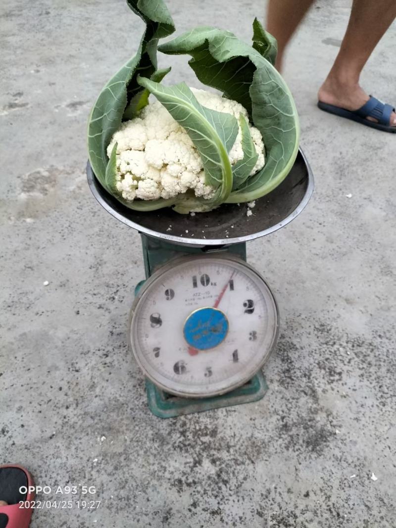 贵州松花菜基地一手货源市场超市电商量优先全国发货欢迎下单