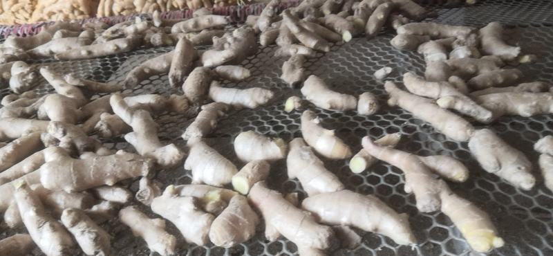 姜头姜扒调料货小规格食堂、电商用的黄姜、鲜姜