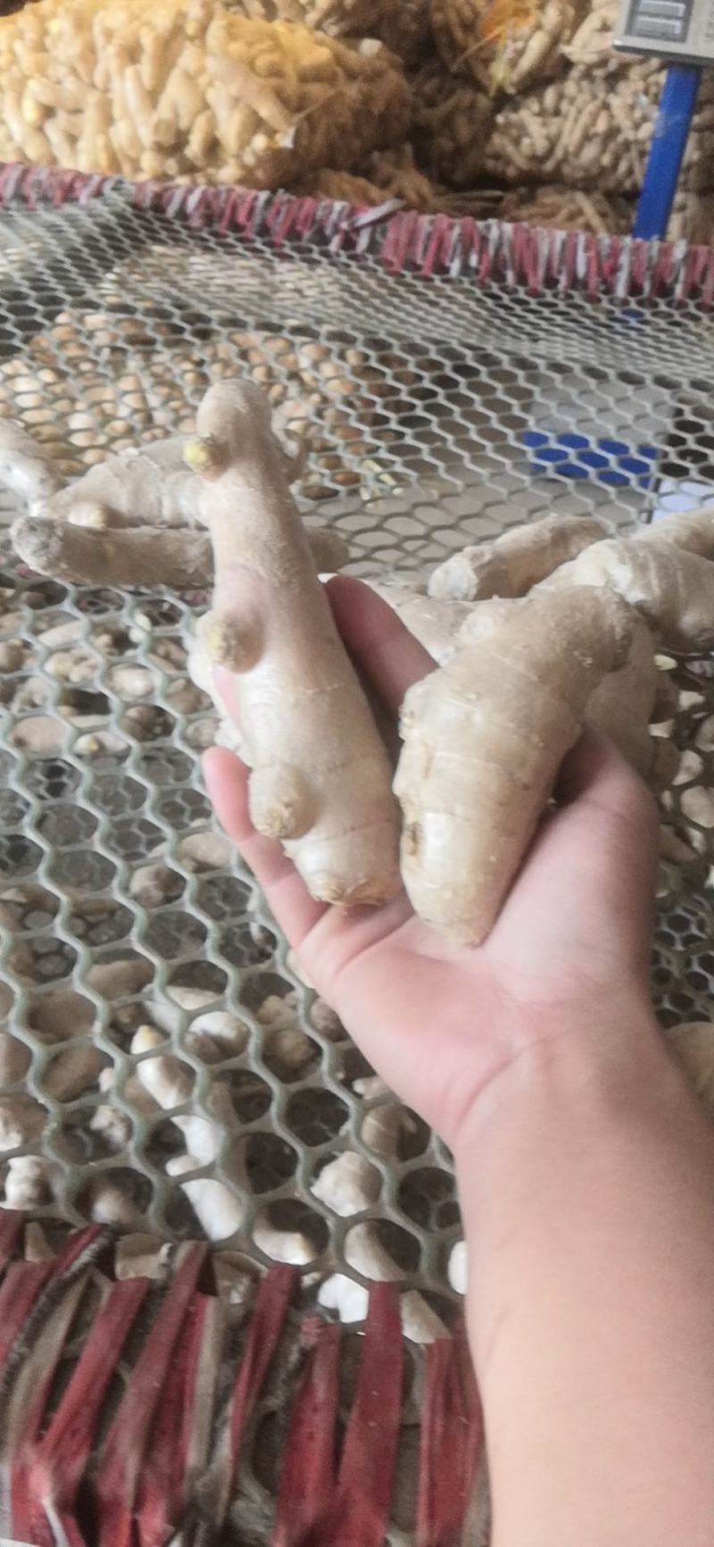 姜头姜扒调料货小规格食堂、电商用的黄姜、鲜姜