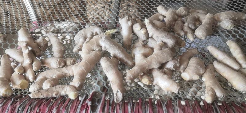 姜头姜扒调料货小规格食堂、电商用的黄姜、鲜姜