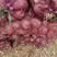【推荐】红皮紫皮新洋葱大量供应80以上品质保证