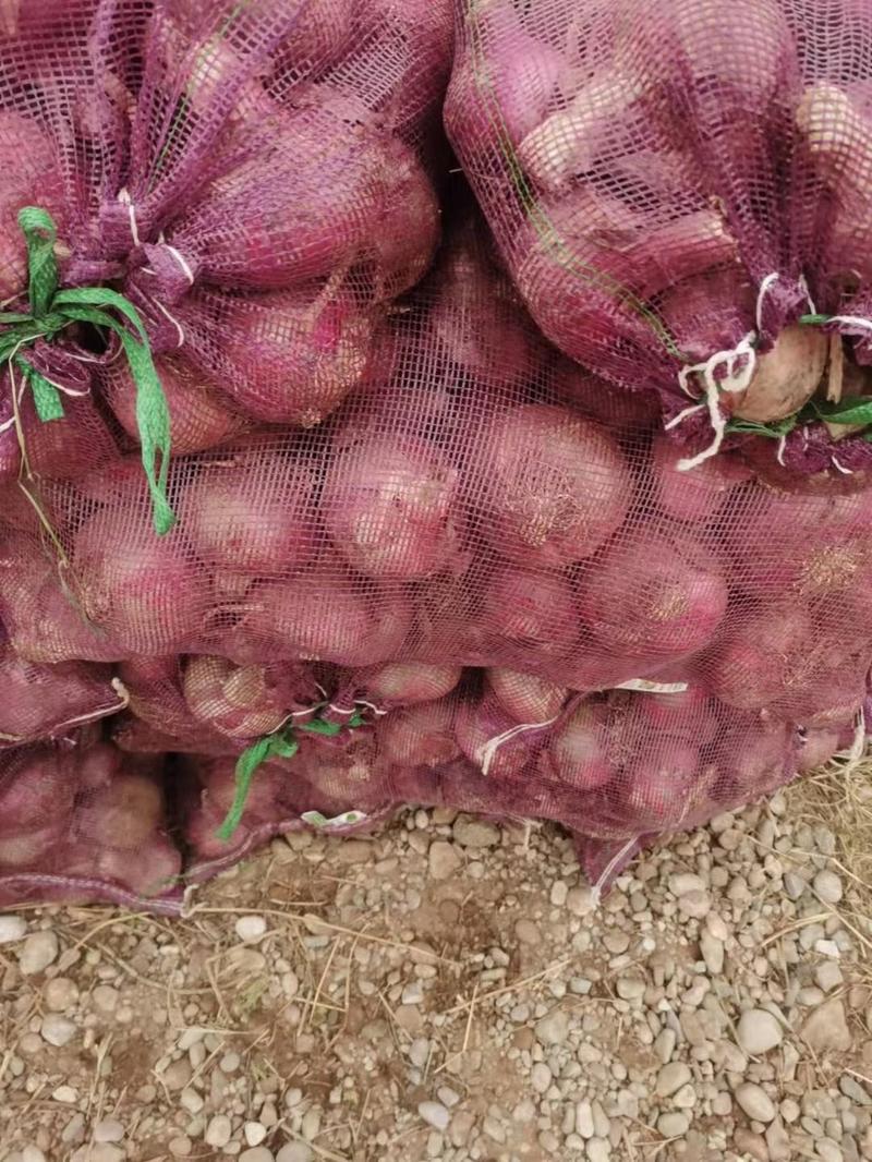 【推荐】红皮紫皮新洋葱大量供应80以上品质保证