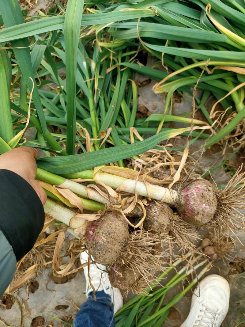 青苗蒜/鲜蒜，聊城东昌府区沙镇，青苗蒜大量现货供应
