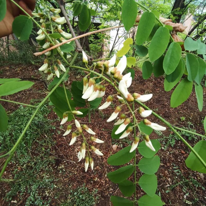 精品槐花新鲜洋槐花货源充足现摘现发全程冷链运输欢迎咨询