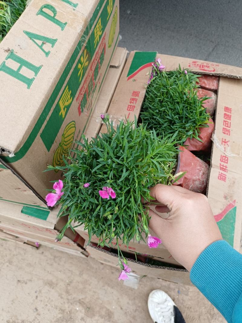 双色盆欧石竹根系发达地被石竹开花草坪绿化种植