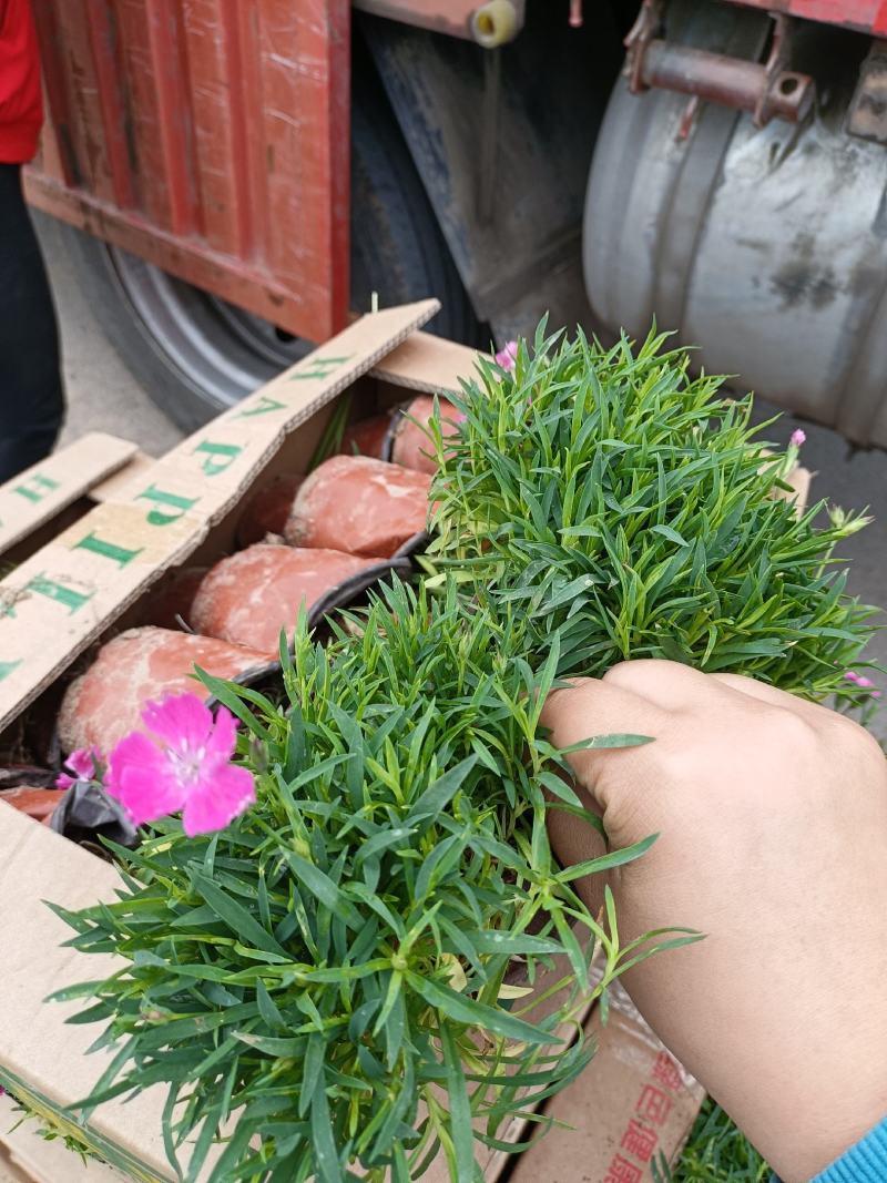 双色盆欧石竹根系发达地被石竹开花草坪绿化种植