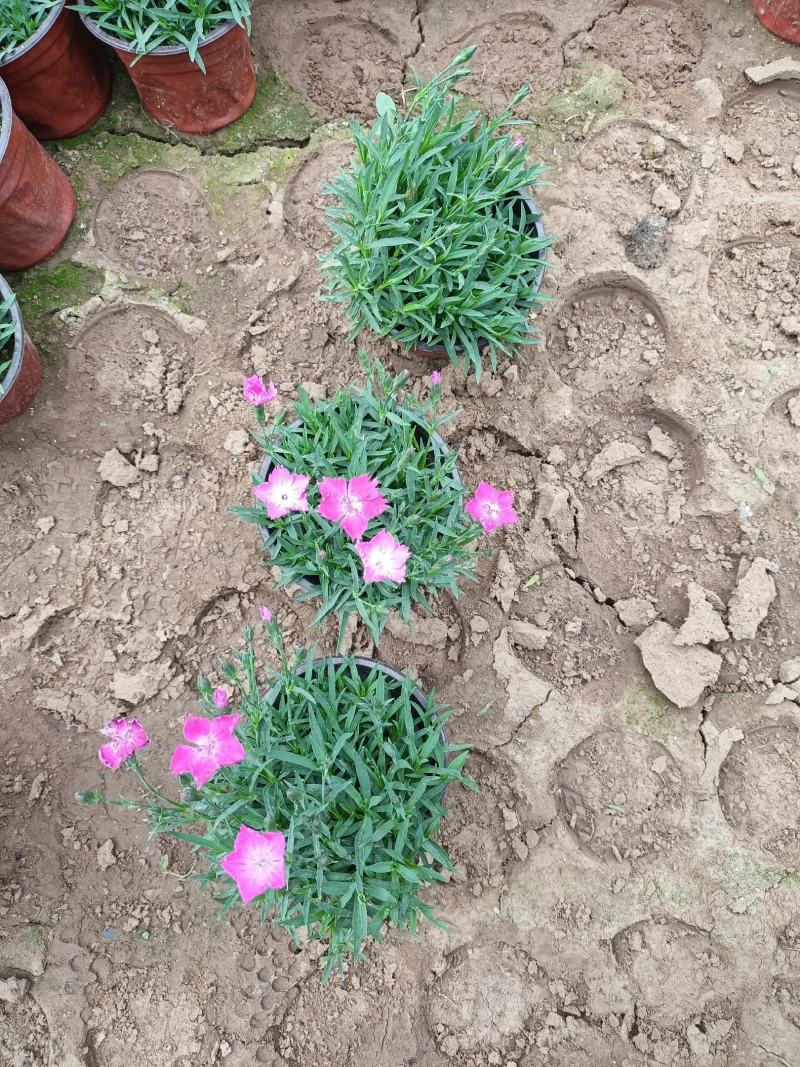 双色盆欧石竹根系发达地被石竹开花草坪绿化种植