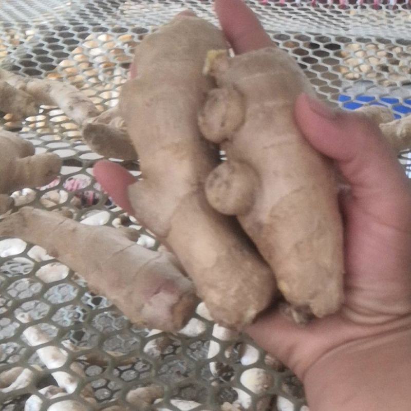 姜头姜扒调料货小规格食堂、电商用的黄姜、鲜姜