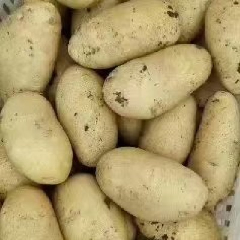 山东黄心土豆荷兰土豆v7土豆大量上市了，，货源充足，