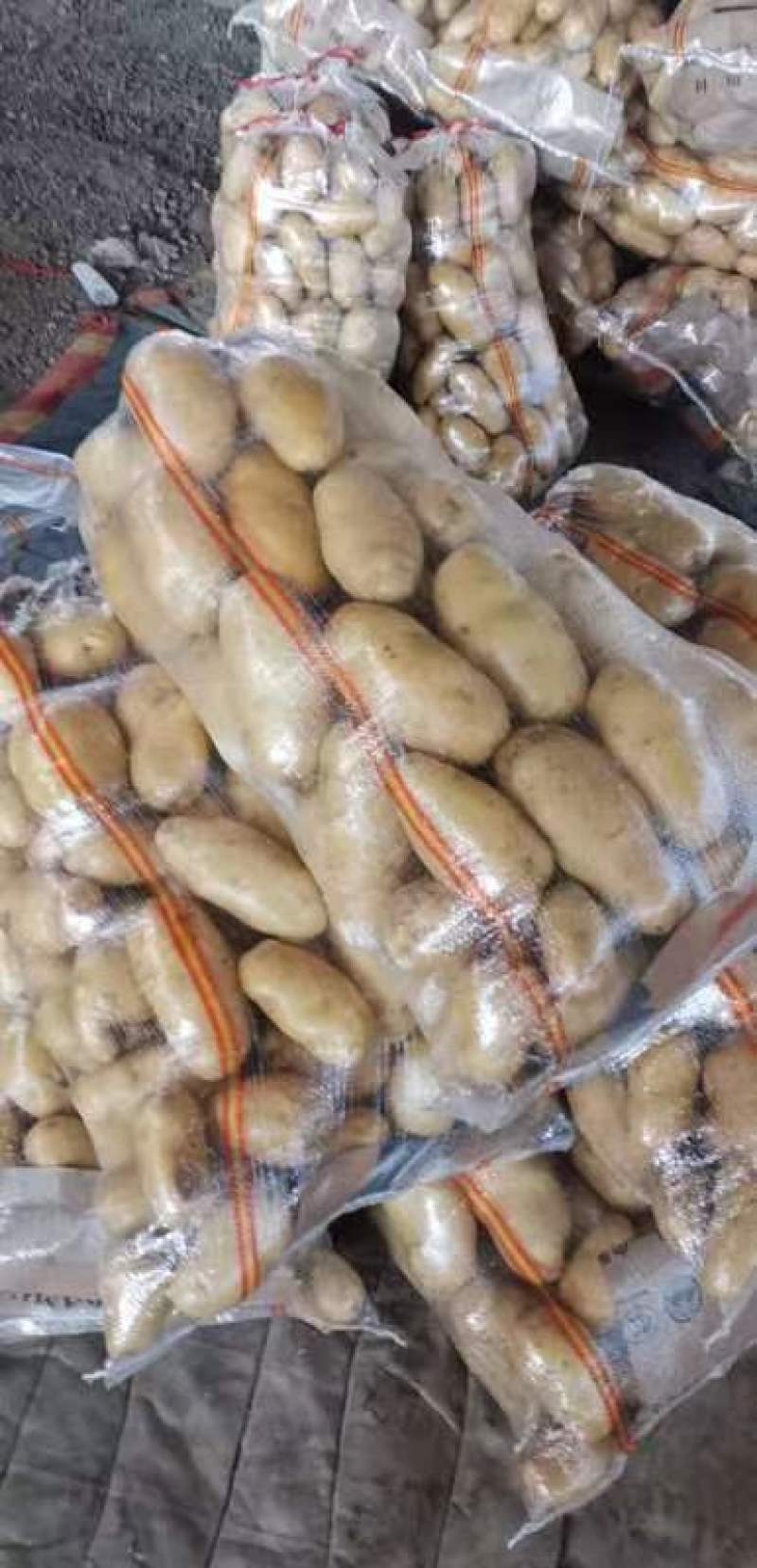 山东黄心土豆荷兰土豆v7土豆大量上市了，，货源充足，