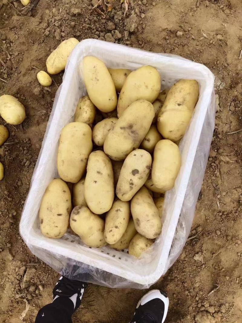 山东黄心土豆荷兰土豆v7土豆大量上市了，，货源充足，