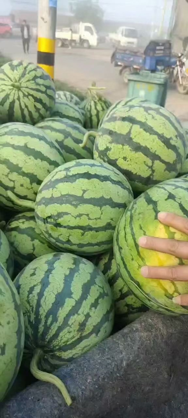 【自家货源】头茬西瓜美都麒麟甜王一手货源看货定价