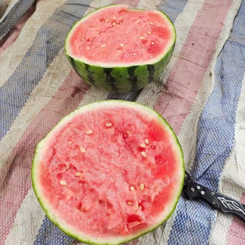 【自家货源】头茬西瓜美都麒麟甜王一手货源看货定价