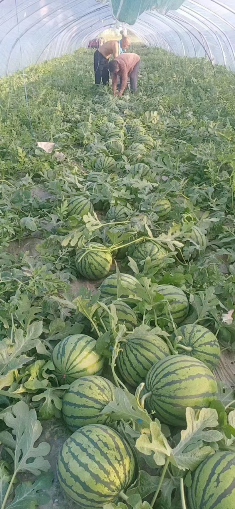 【自家货源】头茬西瓜美都麒麟甜王一手货源看货定价