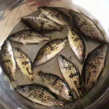 斑桂苗