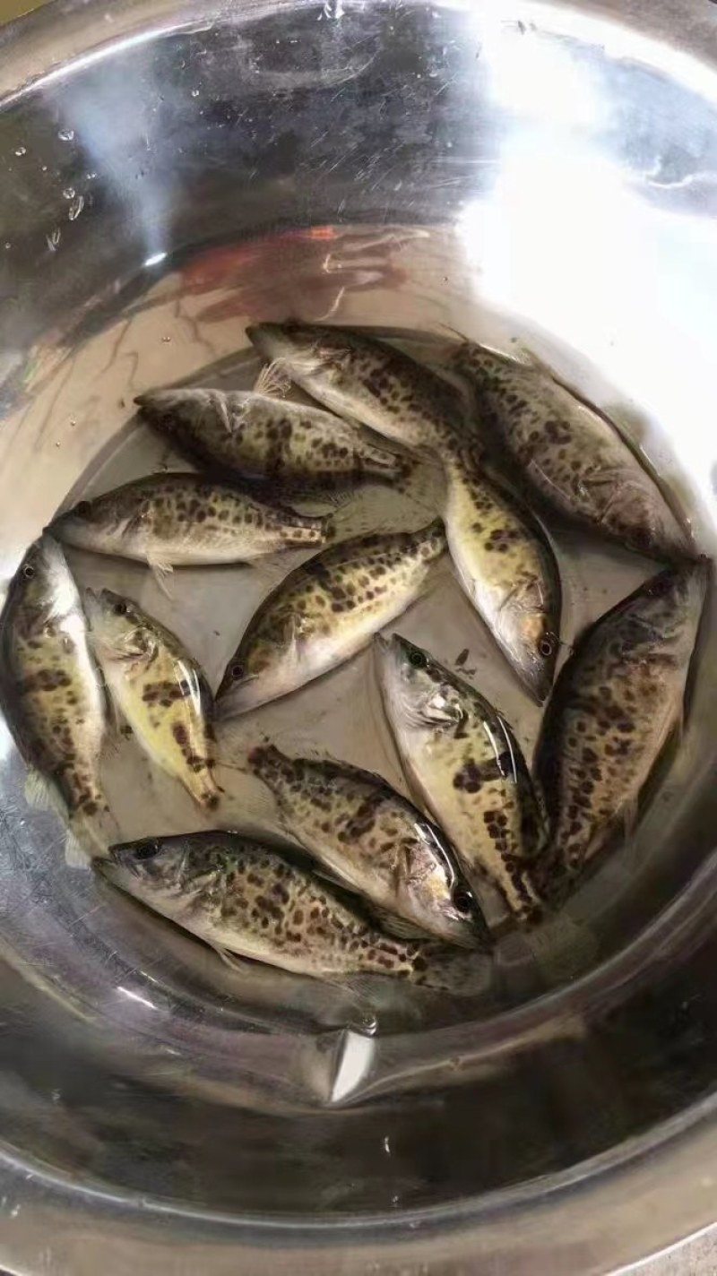 斑桂苗