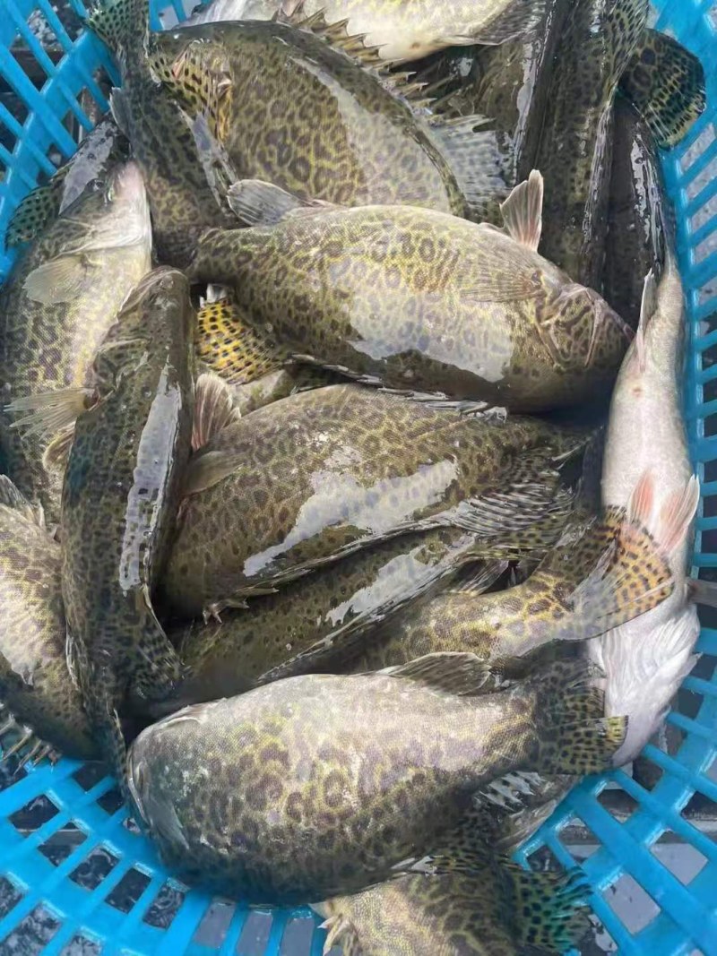 斑桂苗