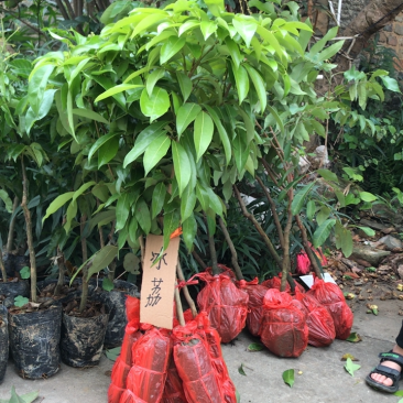 冰荔荔枝嫁接苗品种纯正