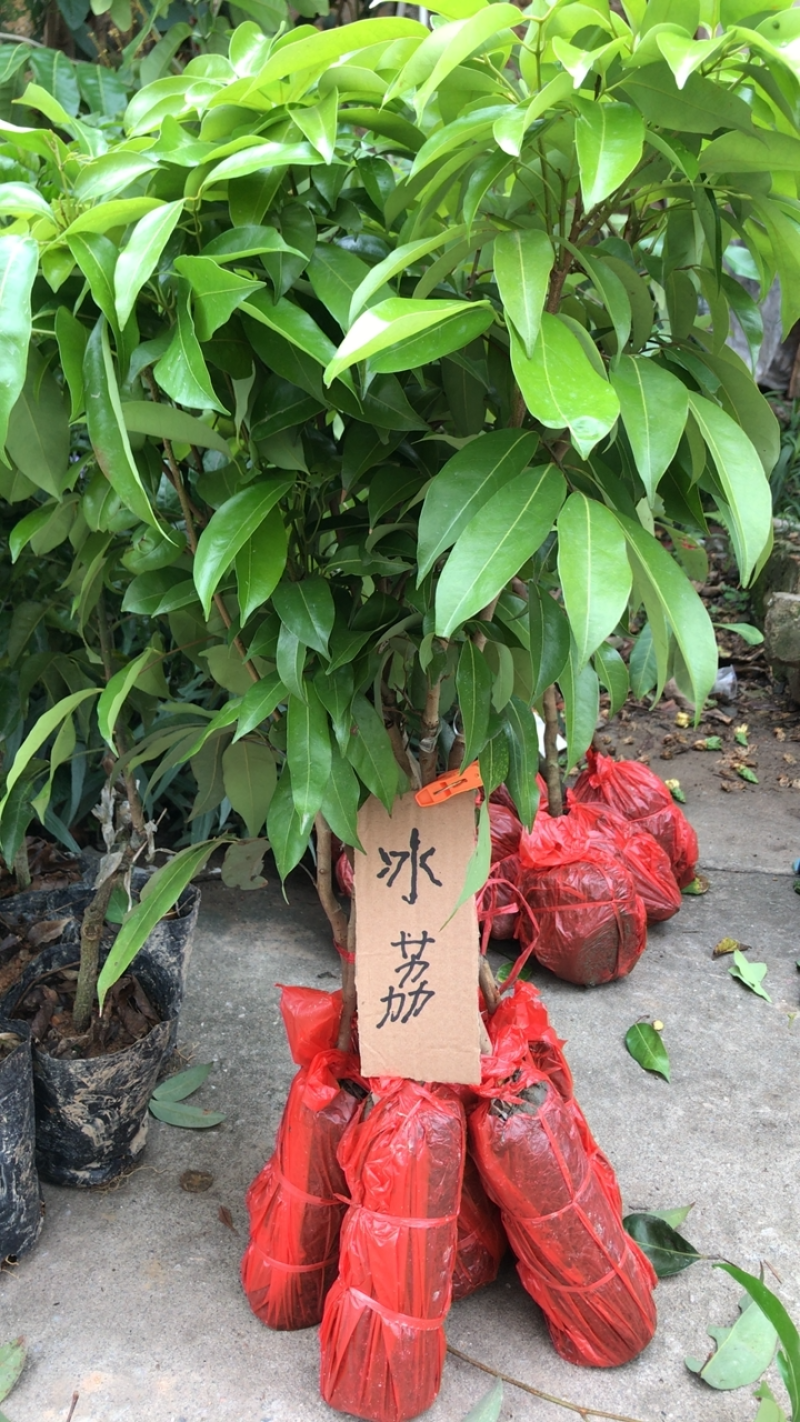 冰荔荔枝嫁接苗品种纯正