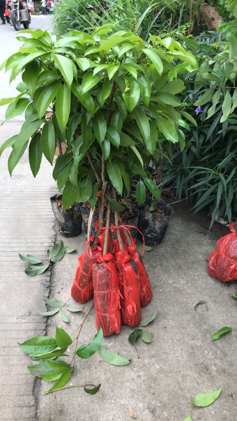 冰荔荔枝嫁接苗品种纯正