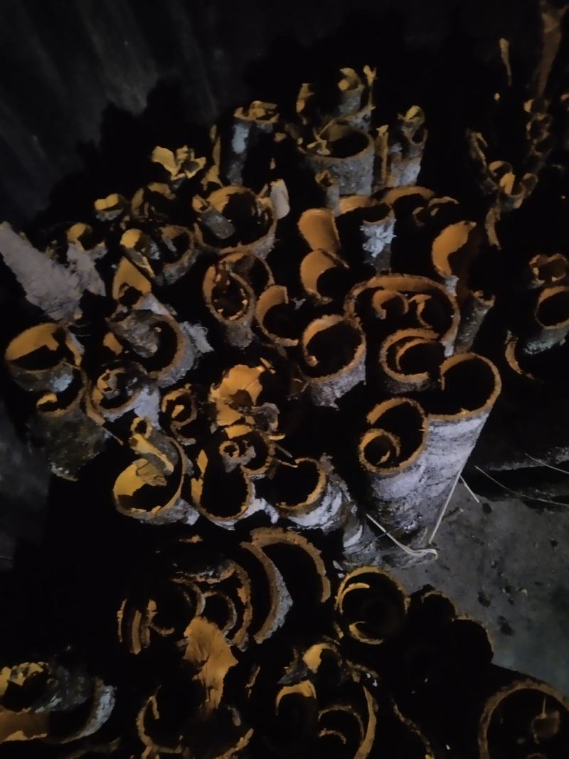 湖北黄柏大量产新！货源充足！