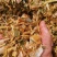优质青储黄储玉米秸秆