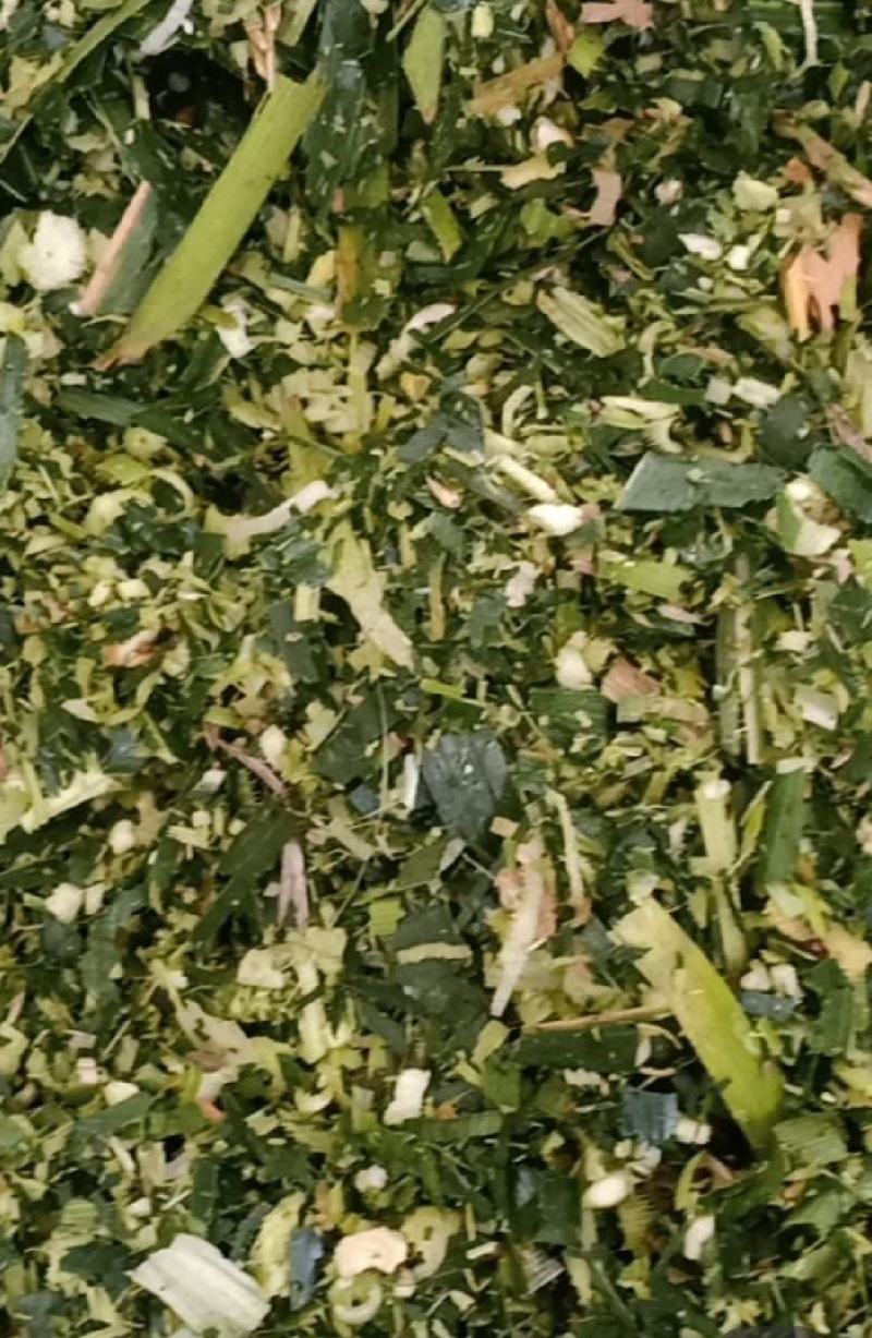 优质青储黄储玉米秸秆