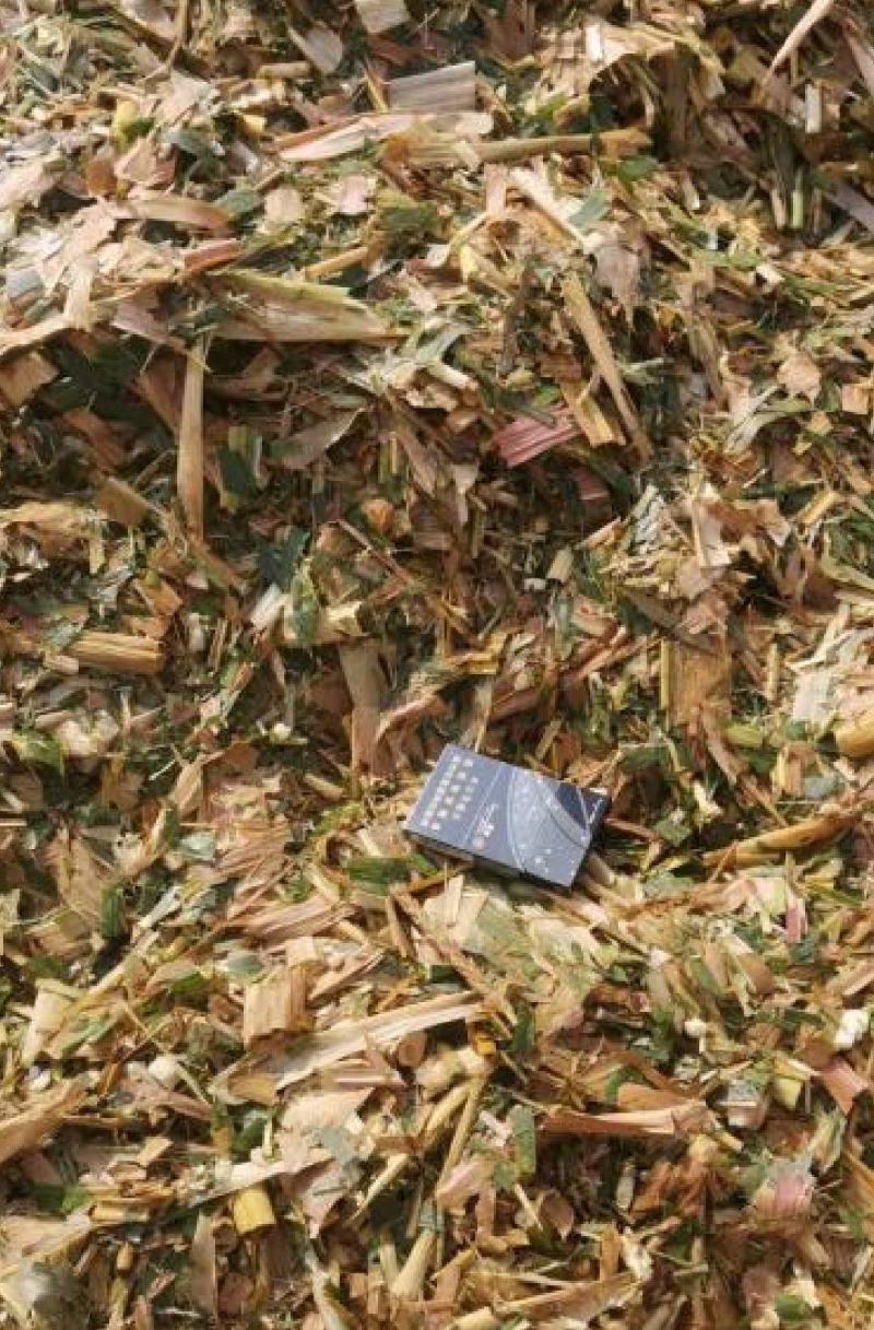 优质青储黄储玉米秸秆