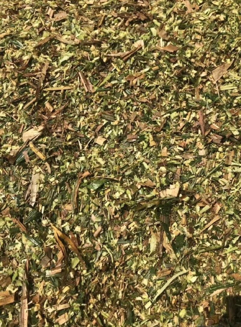 优质青储黄储玉米秸秆