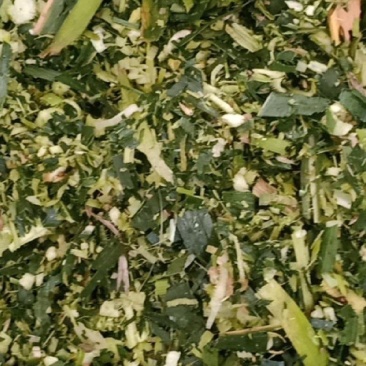 优质青储黄储玉米秸秆