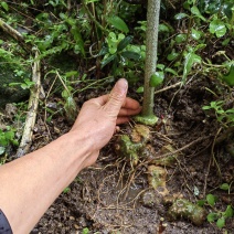 高山独杆黄精种苗